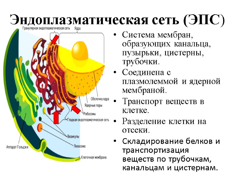 Эндоплазматическая сеть (ЭПС)  Система мембран, образующих канальца, пузырьки, цистерны, трубочки. Соединена с плазмолеммой